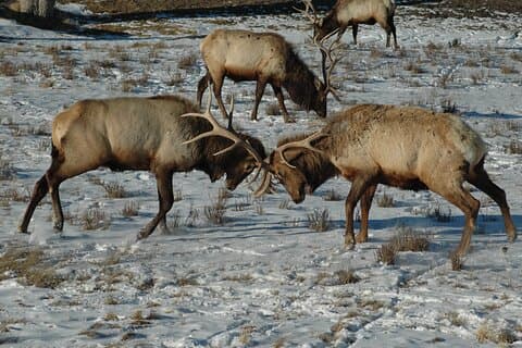 Grand Teton National Park Private Full Day Tour