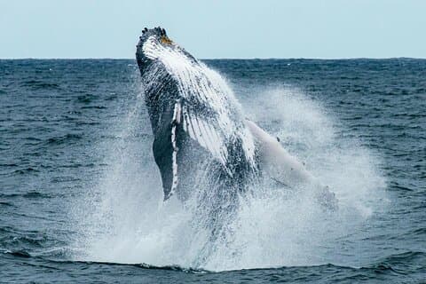 Hermanus Whale Watching and Wine Tasting