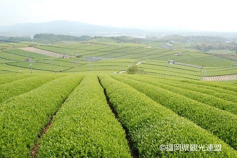 YokaBus Heritage in a Cup of a Yame Tea & Sake Tasting Expedition