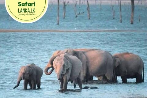 Minneriya Half Day Safari from habarana
