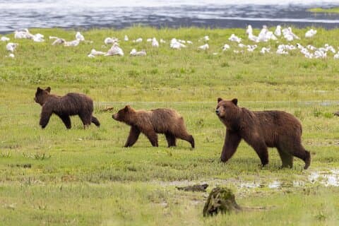 Pack Creek Brown Bear Viewing Juneau