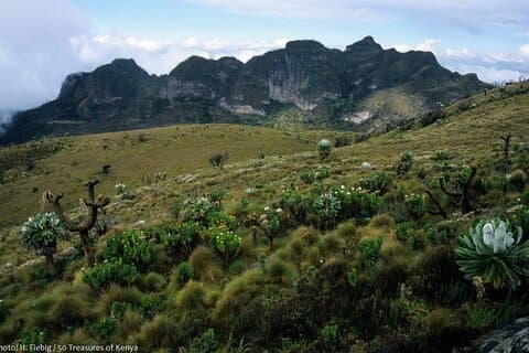 Overnight Safari To Aberdare National Park From Nairobi
