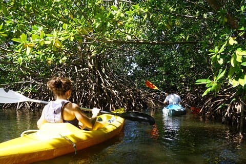 Guided Kayaking Tour of the Mitan Pond and its Mangrove