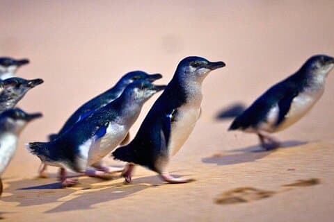 Phillip Island Penguins & Wildlife Day Tour from Melbourne