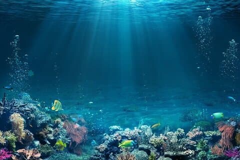 Full-Day Snorkeling Adventure In Tiran Island By Boat in Sharm
