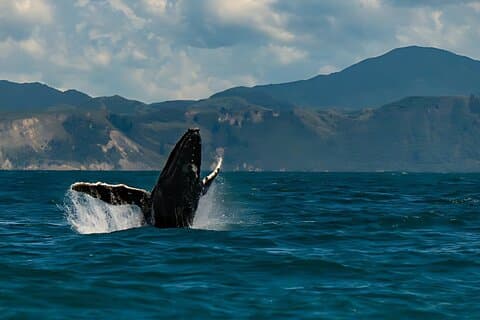 Kaikoura Day Tour From Christchurch