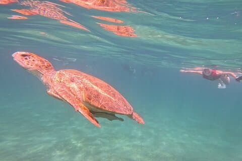 Luxury Boat to Marsa Mubarak – Swim with Dugongs & Turtles