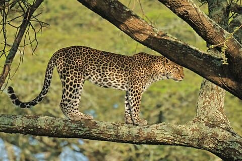 4 Days Ruaha National Park Safari