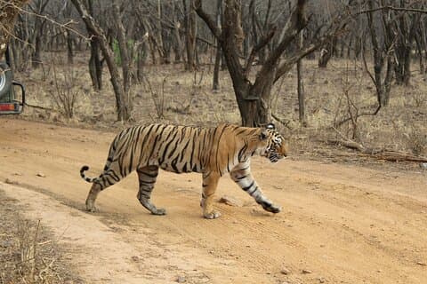 Ranthambore Tiger Safari in Jeep or Canter with Pickup