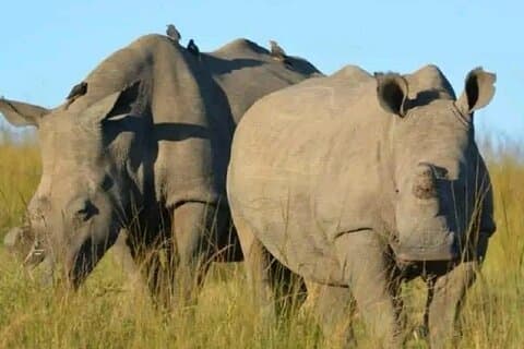 Nairobi: Ol Pejeta Conservancy Day Trip with Game Drives