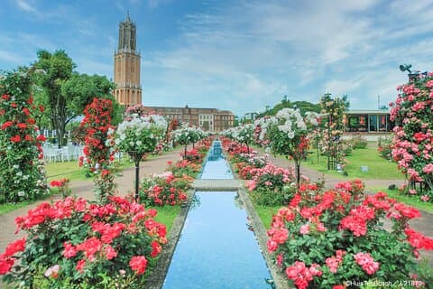 Huis Ten Bosch Full Day Bus Tour From Hakata
