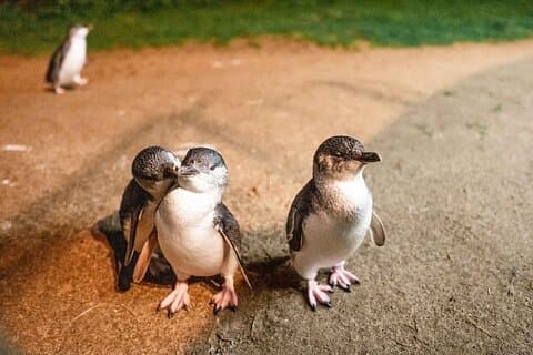 Phillip Island Small-Group Penguins & Wine Tour from Melbourne