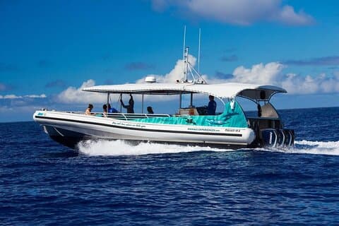 2 Hour Big Island Dolphin Watching and Sea Turtle Snorkel Tour