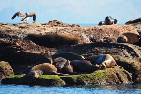 Coronado Island tour and swim with the sea lions