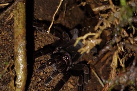 Night Jungle Adventure: Discover Mindo’s Hidden Creatures