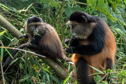 7 Days Rwanda Safari & Nature Experience