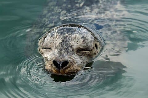 Vancouver City and Nature Waterfront Sightseeing Boat Tour