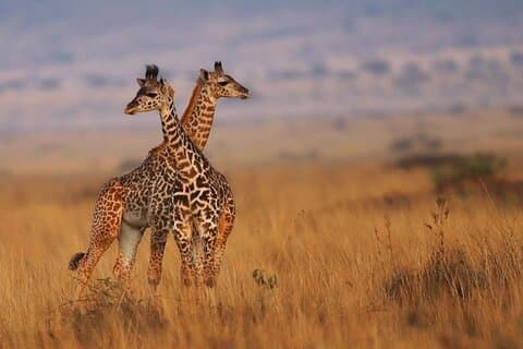 Private Safari and Game Drive Masai Mara