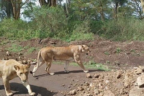 Full day Lake Nakuru safari with Full Board Accommodation