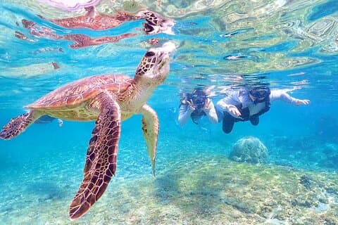 Miyako Island Half-Day Sea Turtle Snorkeling