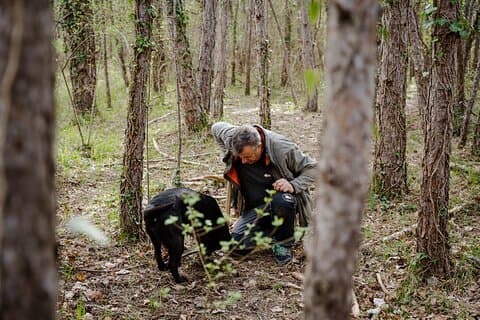 Truffle Hunting and 3-course Truffle Brunch in Motovun