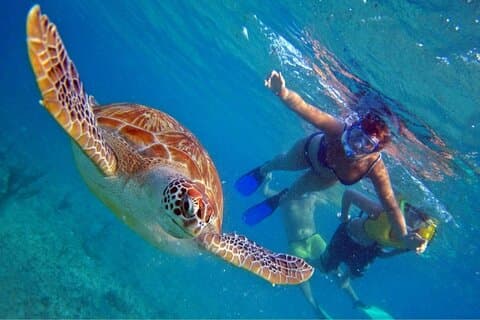 Full Day Oahu Circle Island -Turtle Beach Snorkel at North Shore