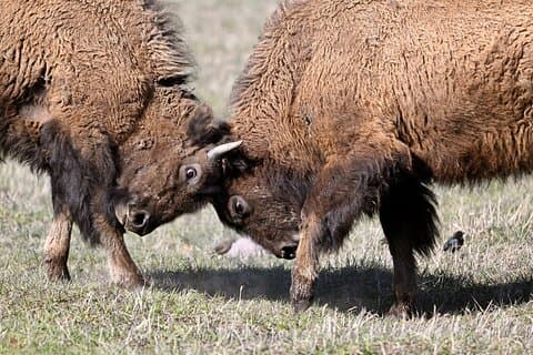 Yellowstone National Park - Full-Day Lower Loop Tour from West Yellowstone