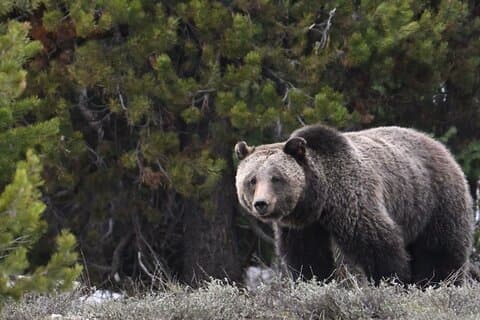 Grand Teton National Park - PRIVATE Sunrise Tour from Jackson Hole