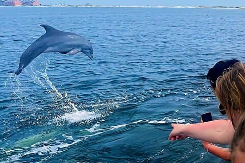 Pensacola Beach Dolphin and Scenic Tour