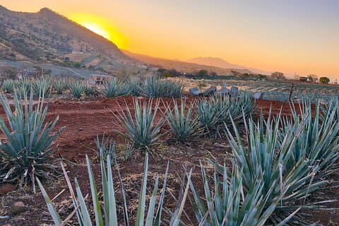 Alma Tequilera: Private Tequila Experience, Tasting & Celebration