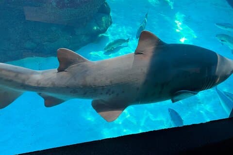 Robben Island & Aquarium Tour with Tickets & Transfers Included