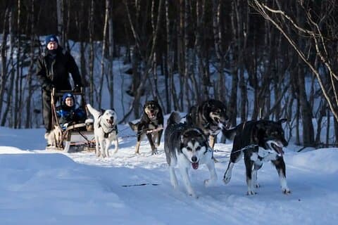 4hr Dog Sledding Trip in Gargia Valley