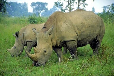 Durban: Tala Game Reserve And Durban City Small Group Tour