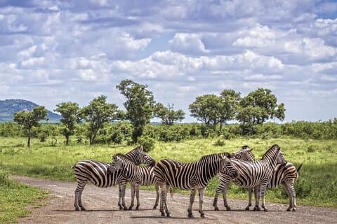 Half Day Tala Game Reserve Phezulu Safari & Market