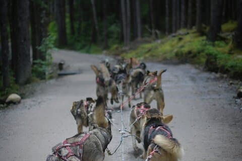 Denali Husky Sled Dog Experience & Local Brewery Visit