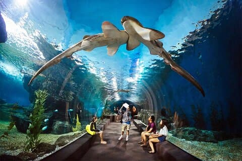 Pattaya Underwater World Aquarium with Private Transfer