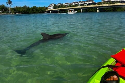 Clear/Standard Kayak Self Guided Island EcoTour Bonita Springs!