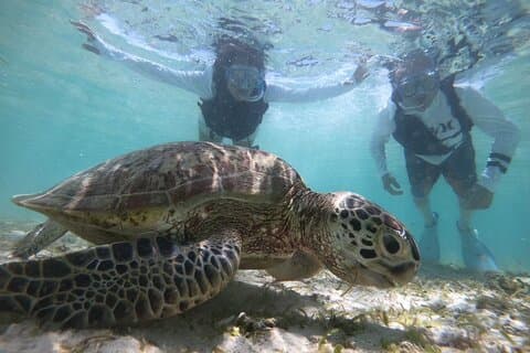 Snorkeling in Miyakojima- Fluent English! Small group!