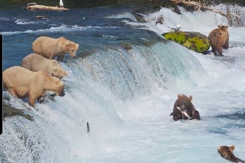 Brooks Falls Bear Viewing