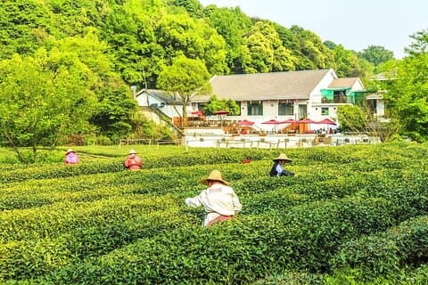 1 Day Hangzhou Private Tour - Adventure crafted in your way