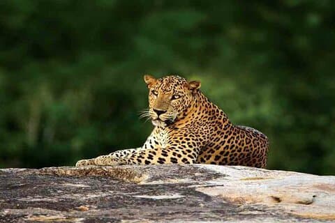 Special leopard & Elephants safari - Yala - 04.30 am to 11.30 am