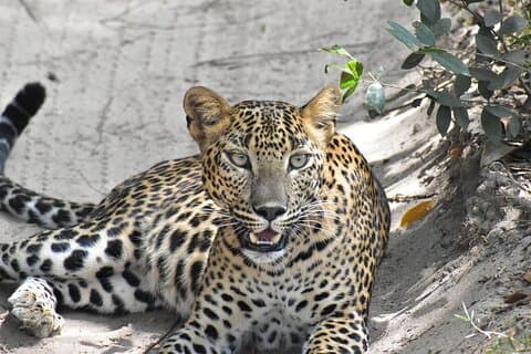 Wilpattu National Park | Private Safari
