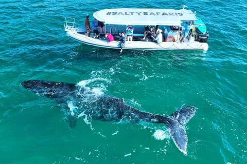 Hervey Bay: Premium Small Group Whale Watching Safari - Half Day
