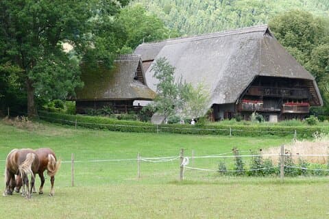 From Strasbourg: Black Forest Day Trip