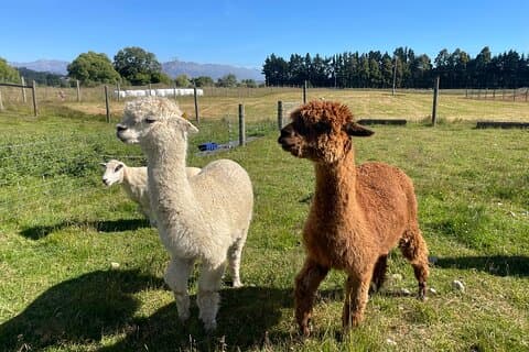 Farm Tour and Milford Sound Nature Cruise from Te Anau