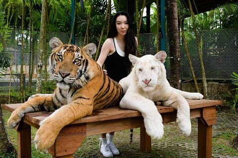 Phuket City Tour & Tiger Park Visit (Best Seller)