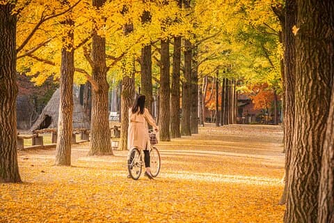 Seoul Vicinity 5 in 1: Nami Island, Garden of Morning Calm & More