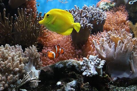 Sharm El Sheikh Jeep Safari to Blue Hole & Dahab Canyon Adventure