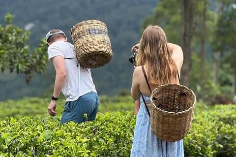 Nuwara Eliya Tea Plucking-Tasting Hidden Waterfalls Experience