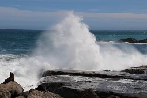 Scenic South Wairarapa Full Day Tour from Wellington